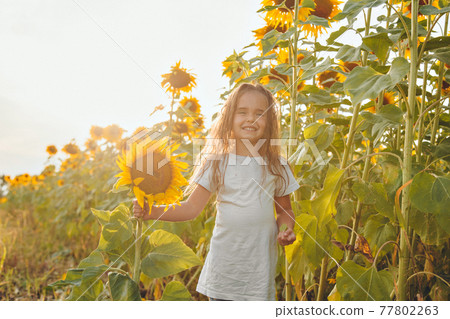 a little girl holds a large blooming sunflower. Yellow sunflower petals. A natural background associated with summer. preparing for the harvest a little girl holds a large blooming sunflower. Yellow sunflower petals. A natural background associated with summer. preparing for the harvest 77802263