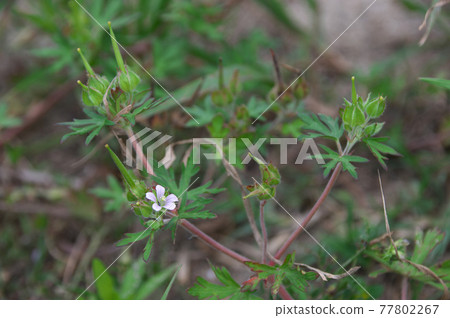 美國Furo 美國Furo 77802267