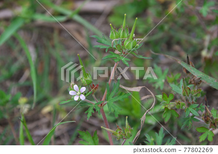 美國Furo 美國Furo 77802269