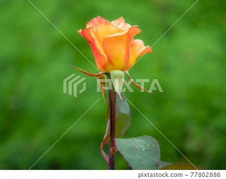 Rose of Orange Rose of Orange 77802886