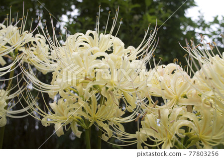 White flowers of Shirobana Manjushage are in bloom. The scientific name is Lycoris albiflora. White flowers of Shirobana Manjushage are in bloom. The scientific name is Lycoris albiflora. 77803256