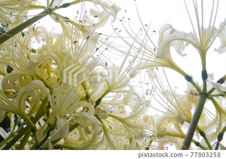White flowers of Shirobana Manjushage are in bloom. The scientific name is Lycoris albiflora. White flowers of Shirobana Manjushage are in bloom. The scientific name is Lycoris albiflora. 77803258