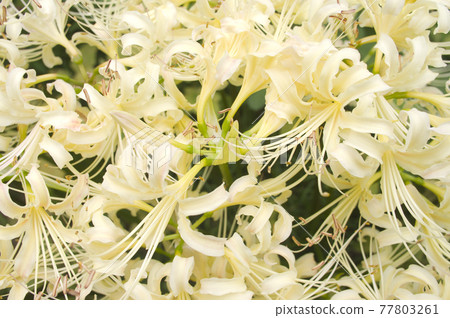White flowers of Shirobana Manjushage are in bloom. The scientific name is Lycoris albiflora. White flowers of Shirobana Manjushage are in bloom. The scientific name is Lycoris albiflora. 77803261