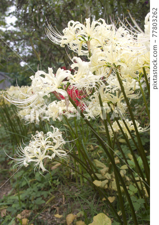 White flowers of Shirobana Manjushage are in bloom. The scientific name is Lycoris albiflora. White flowers of Shirobana Manjushage are in bloom. The scientific name is Lycoris albiflora. 77803262