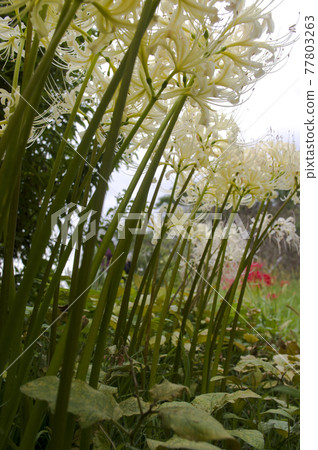 White flowers of Shirobana Manjushage are in bloom. The scientific name is Lycoris albiflora. White flowers of Shirobana Manjushage are in bloom. The scientific name is Lycoris albiflora. 77803263