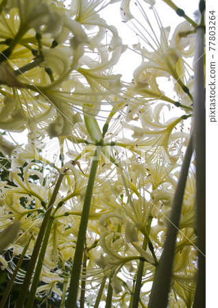 White flowers of Shirobana Manjushage are in bloom. The scientific name is Lycoris albiflora. White flowers of Shirobana Manjushage are in bloom. The scientific name is Lycoris albiflora. 77803264