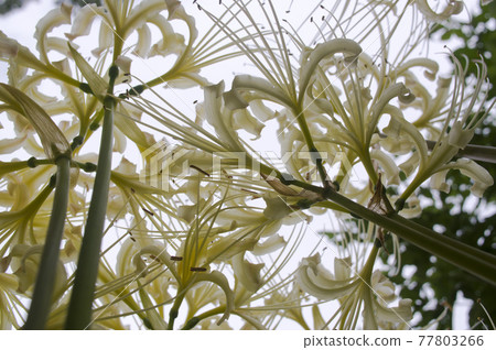 White flowers of Shirobana Manjushage are in bloom. The scientific name is Lycoris albiflora. White flowers of Shirobana Manjushage are in bloom. The scientific name is Lycoris albiflora. 77803266