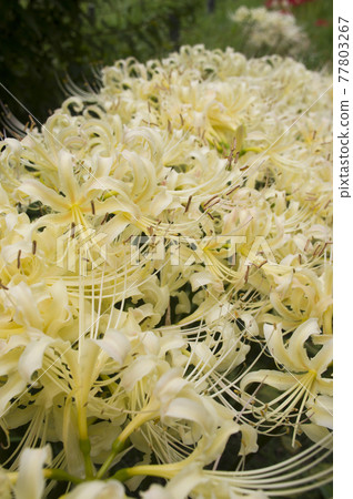 White flowers of Shirobana Manjushage are in bloom. The scientific name is Lycoris albiflora. White flowers of Shirobana Manjushage are in bloom. The scientific name is Lycoris albiflora. 77803267