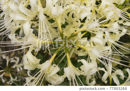 White flowers of Shirobana Manjushage are in bloom. The scientific name is Lycoris albiflora. White flowers of Shirobana Manjushage are in bloom. The scientific name is Lycoris albiflora. 77803268