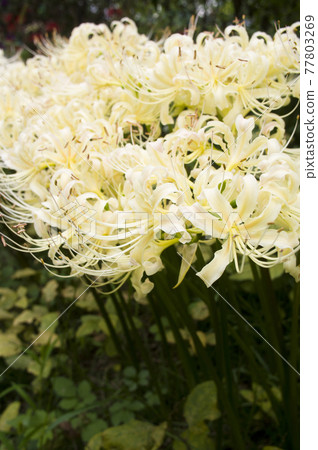 White flowers of Shirobana Manjushage are in bloom. The scientific name is Lycoris albiflora. White flowers of Shirobana Manjushage are in bloom. The scientific name is Lycoris albiflora. 77803269