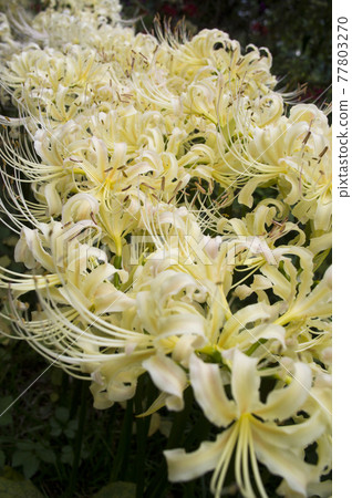 White flowers of Shirobana Manjushage are in bloom. The scientific name is Lycoris albiflora. White flowers of Shirobana Manjushage are in bloom. The scientific name is Lycoris albiflora. 77803270
