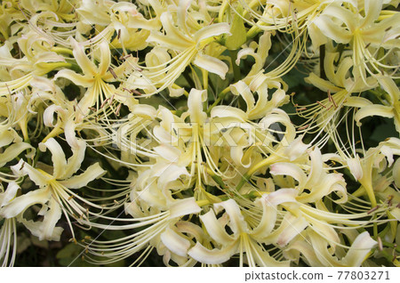 White flowers of Shirobana Manjushage are in bloom. The scientific name is Lycoris albiflora. White flowers of Shirobana Manjushage are in bloom. The scientific name is Lycoris albiflora. 77803271