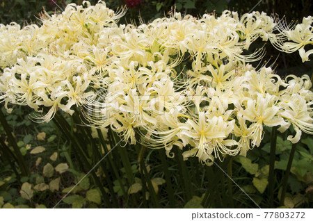 White flowers of Shirobana Manjushage are in bloom. The scientific name is Lycoris albiflora. White flowers of Shirobana Manjushage are in bloom. The scientific name is Lycoris albiflora. 77803272