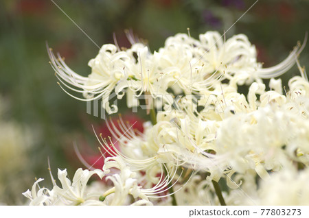 White flowers of Shirobana Manjushage are in bloom. The scientific name is Lycoris albiflora. White flowers of Shirobana Manjushage are in bloom. The scientific name is Lycoris albiflora. 77803273