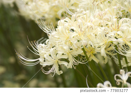 White flowers of Shirobana Manjushage are in bloom. The scientific name is Lycoris albiflora. White flowers of Shirobana Manjushage are in bloom. The scientific name is Lycoris albiflora. 77803277