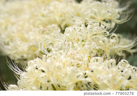 White flowers of Shirobana Manjushage are in bloom. The scientific name is Lycoris albiflora. White flowers of Shirobana Manjushage are in bloom. The scientific name is Lycoris albiflora. 77803278