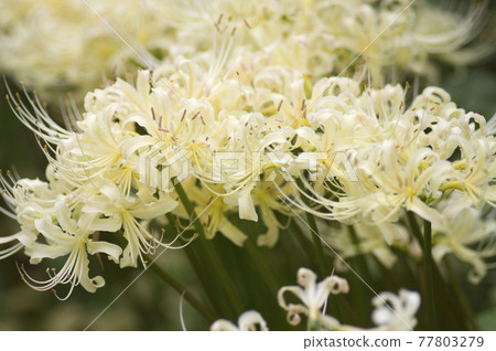 White flowers of Shirobana Manjushage are in bloom. The scientific name is Lycoris albiflora. White flowers of Shirobana Manjushage are in bloom. The scientific name is Lycoris albiflora. 77803279