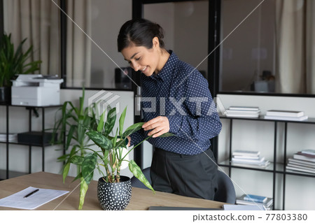 Happy Indian female employee water green plant in office Happy Indian female employee water green plant in office 77803380