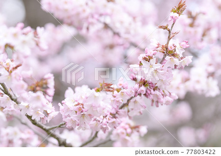 櫻花盛開(附視頻資料同時拍攝) 櫻花盛開(附視頻資料同時拍攝) 77803422