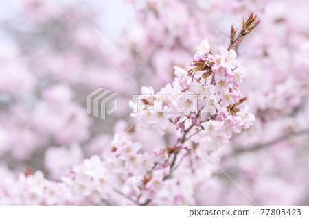 櫻花盛開(附視頻資料同時拍攝) 櫻花盛開(附視頻資料同時拍攝) 77803423