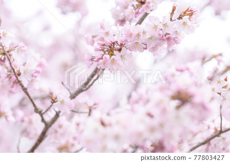 櫻花盛開(附視頻資料同時拍攝) 櫻花盛開(附視頻資料同時拍攝) 77803427