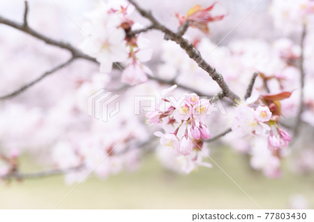 櫻花盛開(附視頻資料同時拍攝) 櫻花盛開(附視頻資料同時拍攝) 77803430