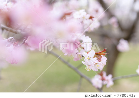 櫻花盛開(附視頻資料同時拍攝) 櫻花盛開(附視頻資料同時拍攝) 77803432