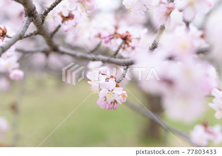 櫻花盛開(附視頻資料同時拍攝) 櫻花盛開(附視頻資料同時拍攝) 77803433