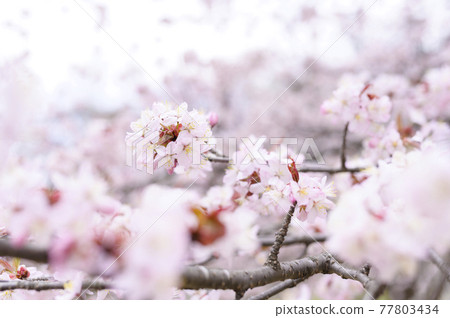櫻花盛開(附視頻資料同時拍攝) 櫻花盛開(附視頻資料同時拍攝) 77803434