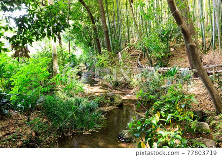 東京東久留米市竹林公園春天 77803719