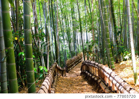 東京東久留米市竹林公園散步 東京東久留米市竹林公園散步 77803720