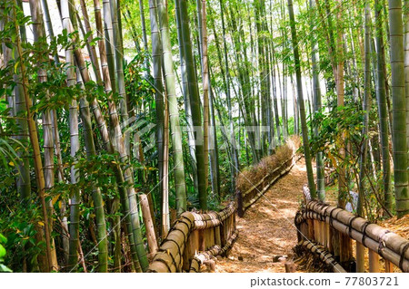 東京東久留米市竹林公園散步 東京東久留米市竹林公園散步 77803721