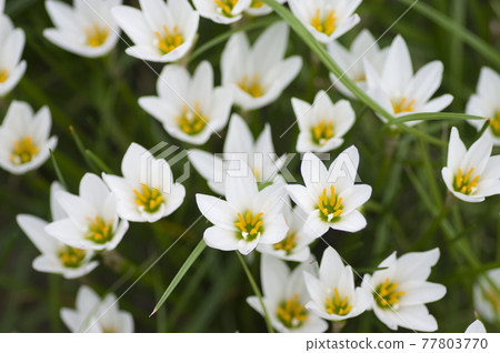 White flowers of autumn zephyrlily are in bloom in the park. The scientific name is Zephyranthes candida. 77803770