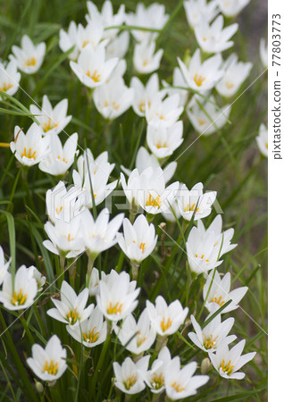 White flowers of autumn zephyrlily are in bloom in the park. The scientific name is Zephyranthes candida. 77803773