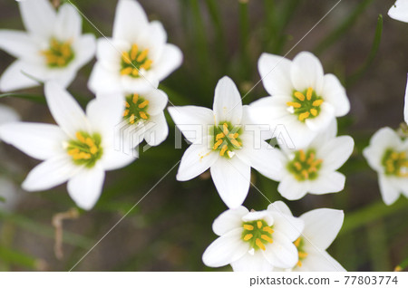 White flowers of autumn zephyrlily are in bloom in the park. The scientific name is Zephyranthes candida. 77803774