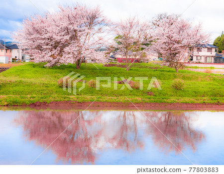 Cherry Blossoms Cherry Blossoms 77803883