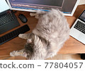 貓和遠程辦公 77804057