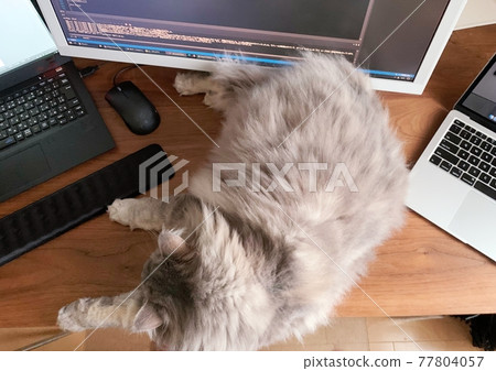 貓和遠程辦公 77804057