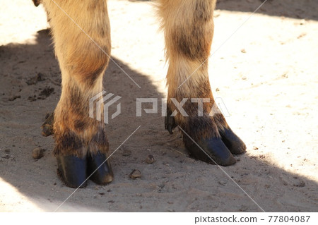 Animal hoof 77804087