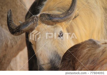 有角的動物 77804091