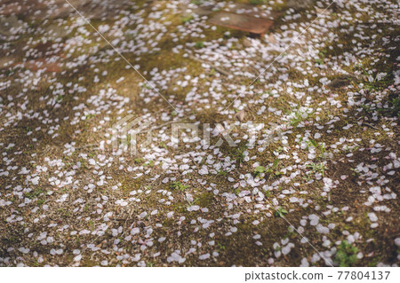A garden where cherry blossom petals are scattered 77804137