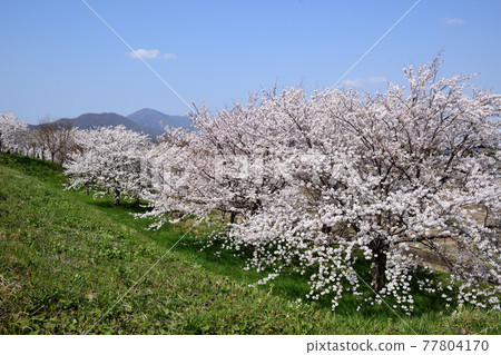 A row of cherry blossom trees and Mt. Kakuda on the embankment of Okawazu diversion in Niigata prefecture 77804170