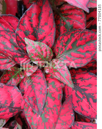 Hipoesutesu 77804185