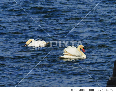   Swan in Lake Yamanaka 77804280