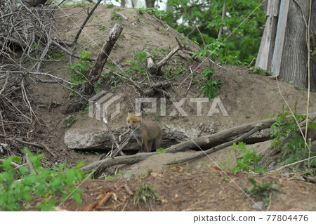 Child fox that came out of the burrow Child fox that came out of the burrow 77804476