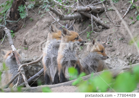 Child fox that came out of the burrow Child fox that came out of the burrow 77804489