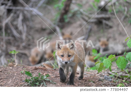 Child fox that came out of the burrow Child fox that came out of the burrow 77804497
