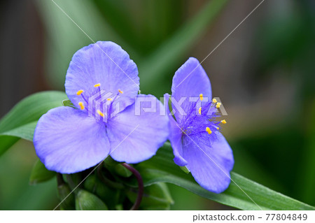 Murasakiyukusa(紫灰) Murasakiyukusa(紫灰) 77804849