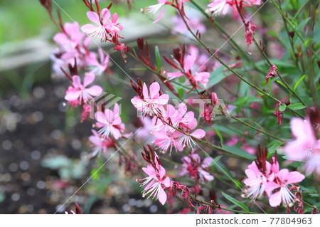 Pink gaura Pink gaura 77804963
