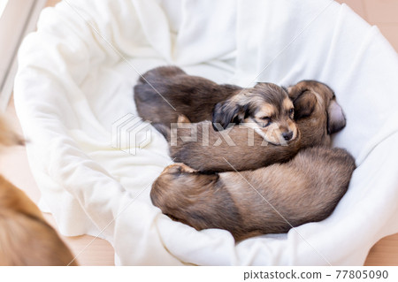 Puppy Kaninhen Dachshund Puppy Kaninhen Dachshund 77805090